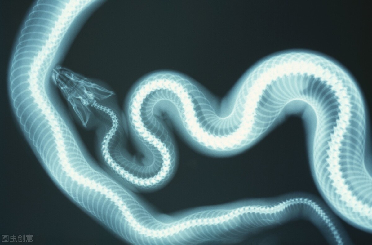 的攻击_人类_驯化