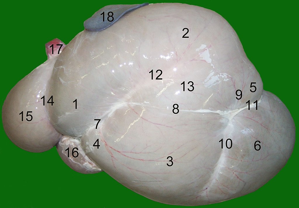 反刍动物的瘤胃结构总体来讲,食物在进入瘤胃后,经过各种元素的加工