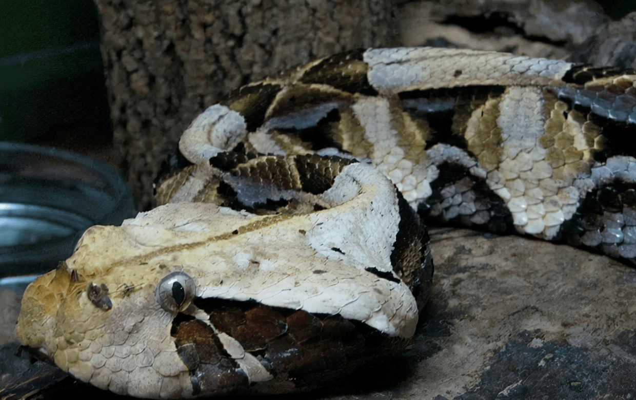 原创世界上毒牙最长的蛇加蓬蝰蛇它的毒牙长达5cm