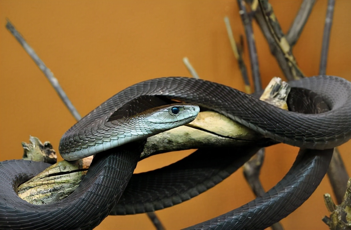 原创黑曼巴蛇它也是一种填满神秘色彩的蛇