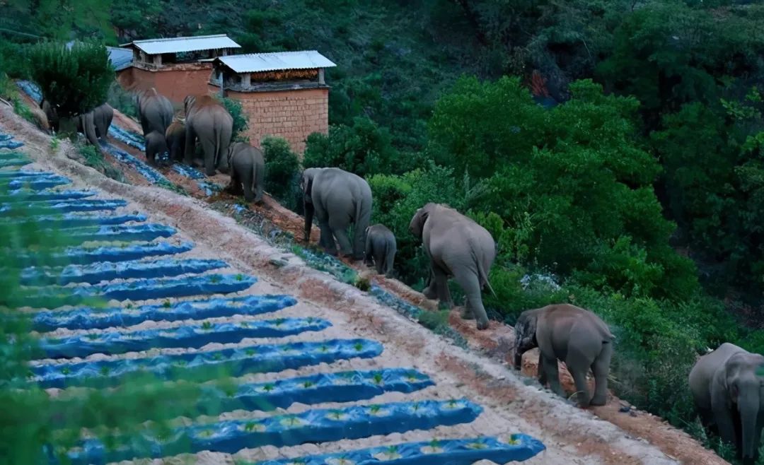 原创云南15只野象旅行团进入昆明酗酒迷路的背后我看到最心酸的一幕