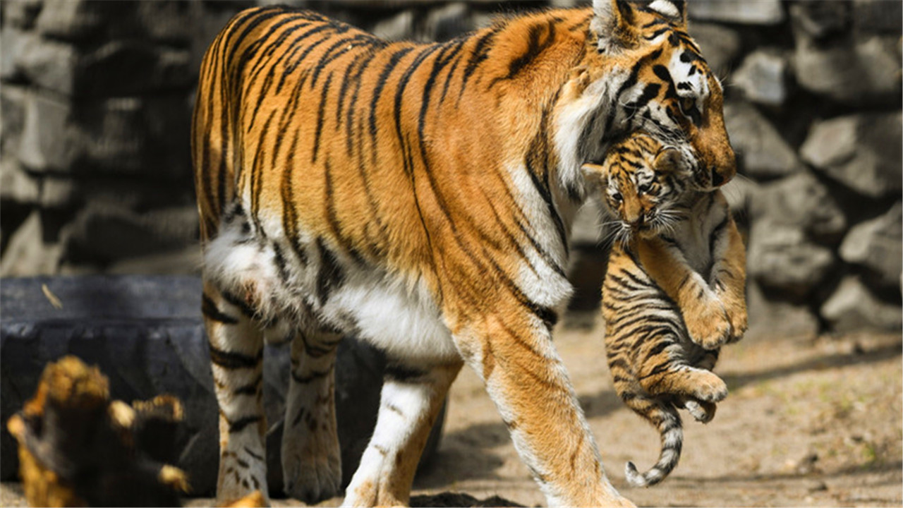 原创一把捏住老虎的后颈会有什么后果它会不会像猫一样变乖巧