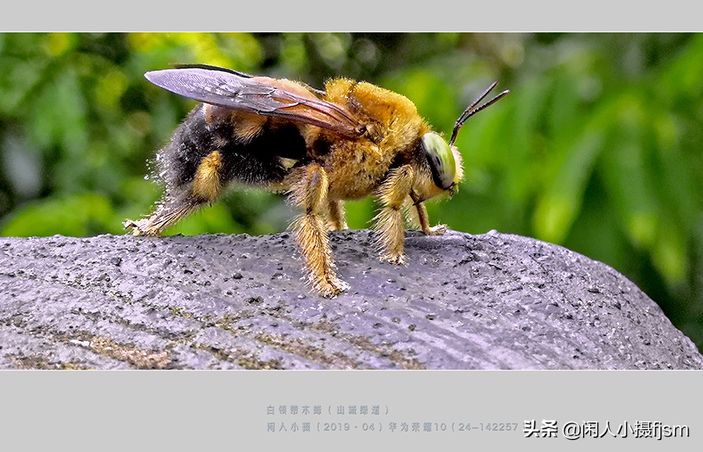手机昆虫摄影:木蜂,绿芦蜂,彩带蜂,青条花蜂,切叶蜂,熊蜂