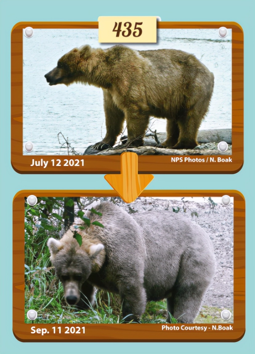 原创谁是地表最胖的熊冬眠前2000多只棕熊正在比赛贴秋膘