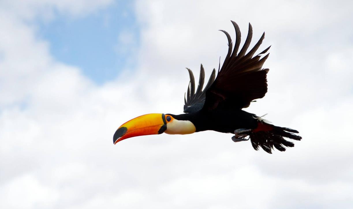 原创不光嘴大舌头还自带锯齿的巨嘴鸟不会筑巢大嘴有什么用