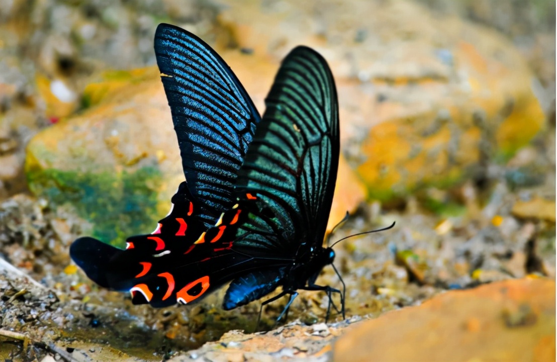 随后,国外著名的蝴蝶专家leech也是赶到中国,对于宽尾凤蝶进行了研究