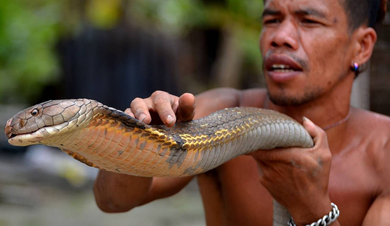 眼镜王蛇的杀伤力如何?最快半个小时拿下人命,挑衅后果?