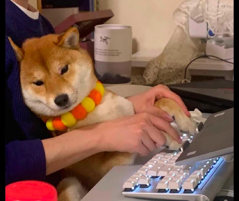 它一刻也不想看电脑了:再也不想上班了_工作_狗狗_主人