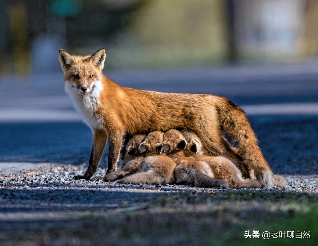 狐狸的求偶和繁衍,一辈子只有一个配偶,对爱情很忠贞_食物_叫声_雌雄