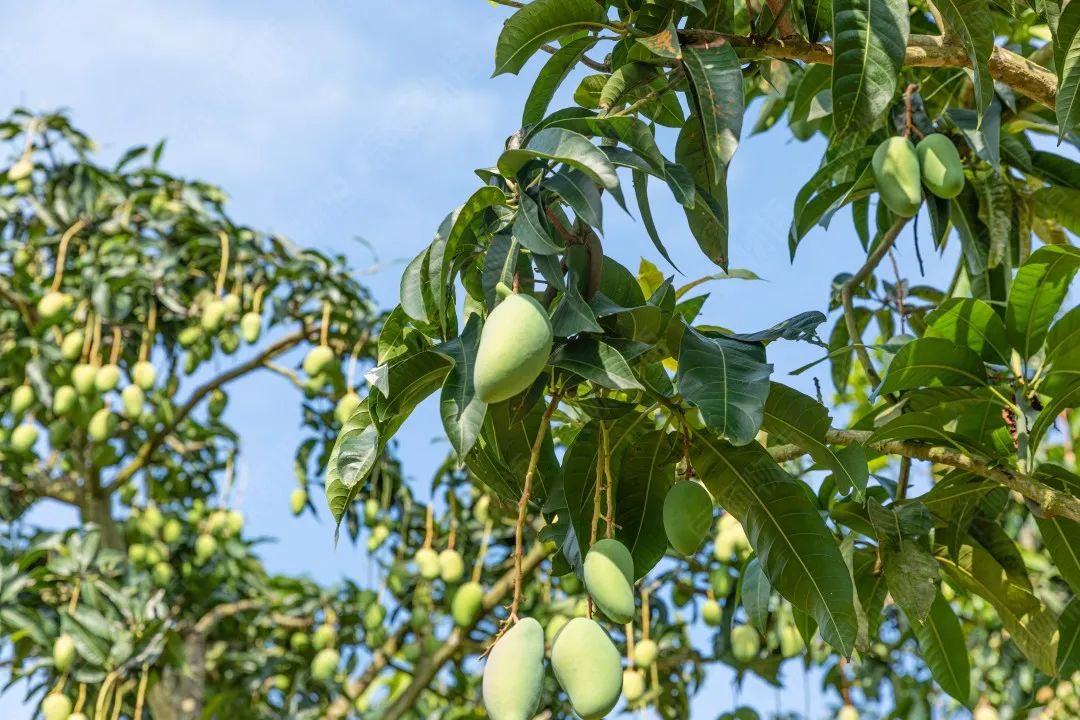 辰颐物语百色金煌芒q滑似果冻越吃越上瘾