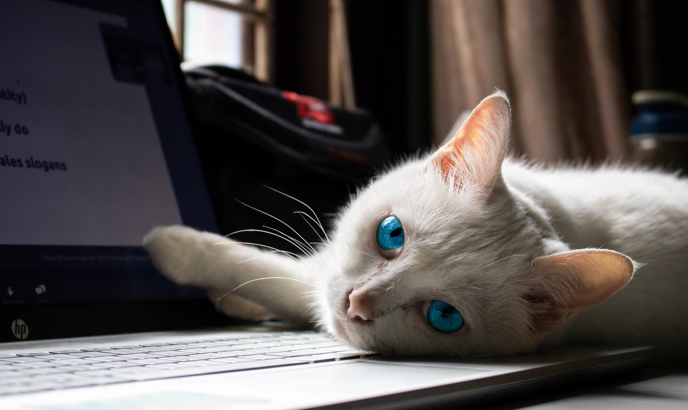 原创猫咪喜欢卧在电脑边都没法工作了不妨你可以试试下面这个办法