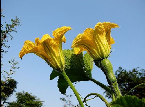 炒南瓜花里还夹杂着咸鱼和新鲜的奶酪 面糊 花蕊 花用