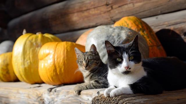 猫可以吃南瓜吗 猫咪 蔬菜 食物