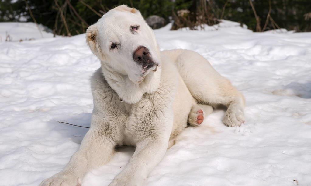 中亚犬 三种图片