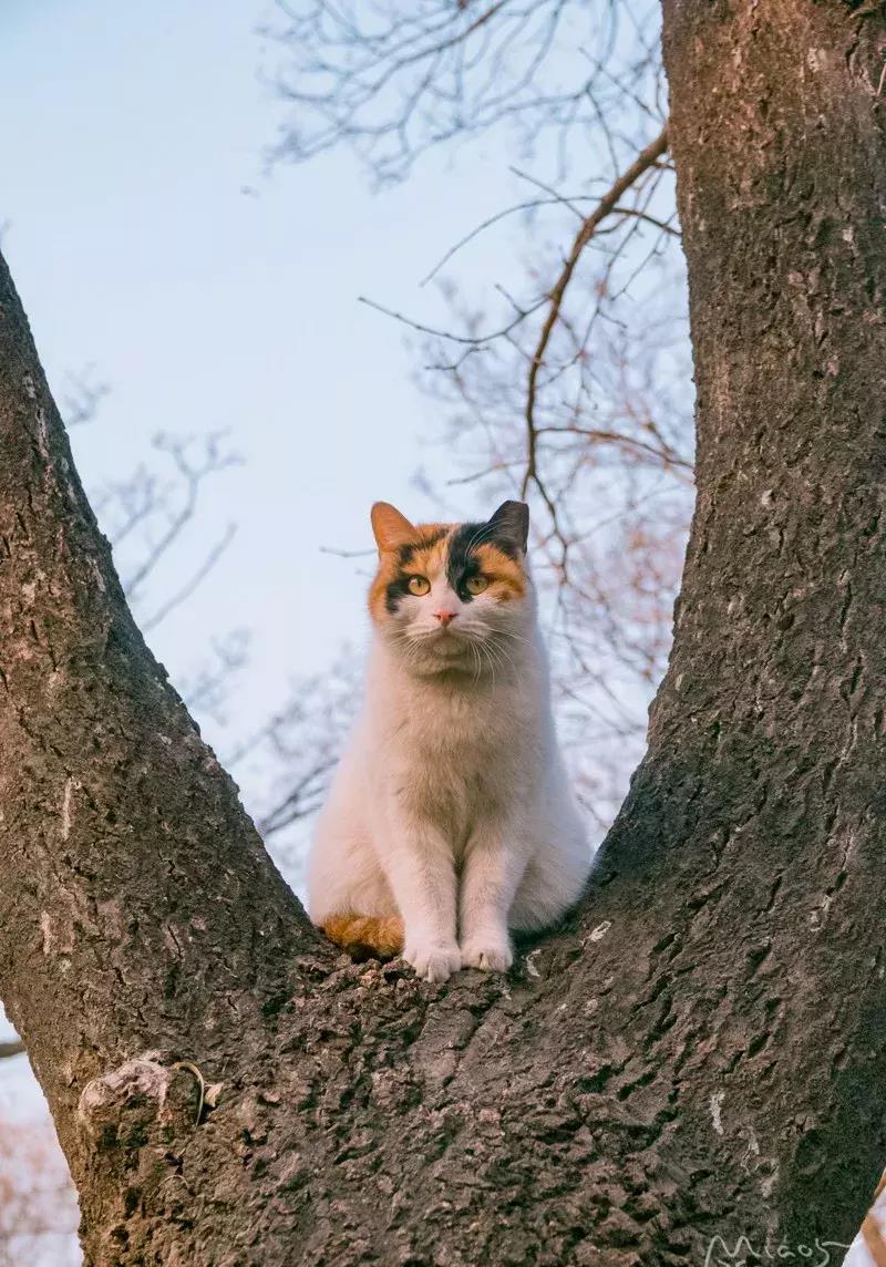 北大猫协会图片