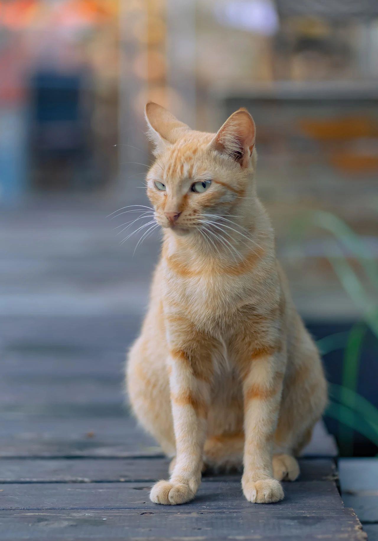 上海某街边上的大橘,一脸嫌弃的表情,那眼神仿佛在说:吃饱了撑得哇,瞎