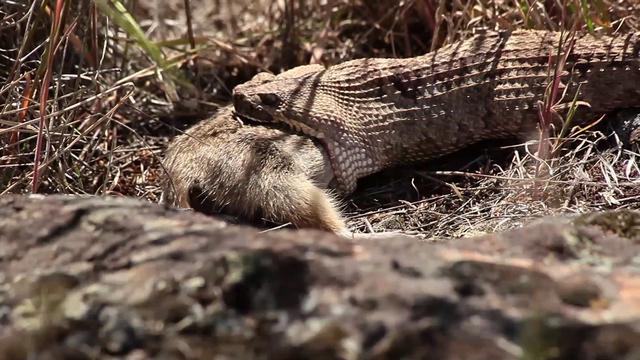 原创响尾蛇幼蛇比成年蛇更毒仅是民间传说尚无科学定论