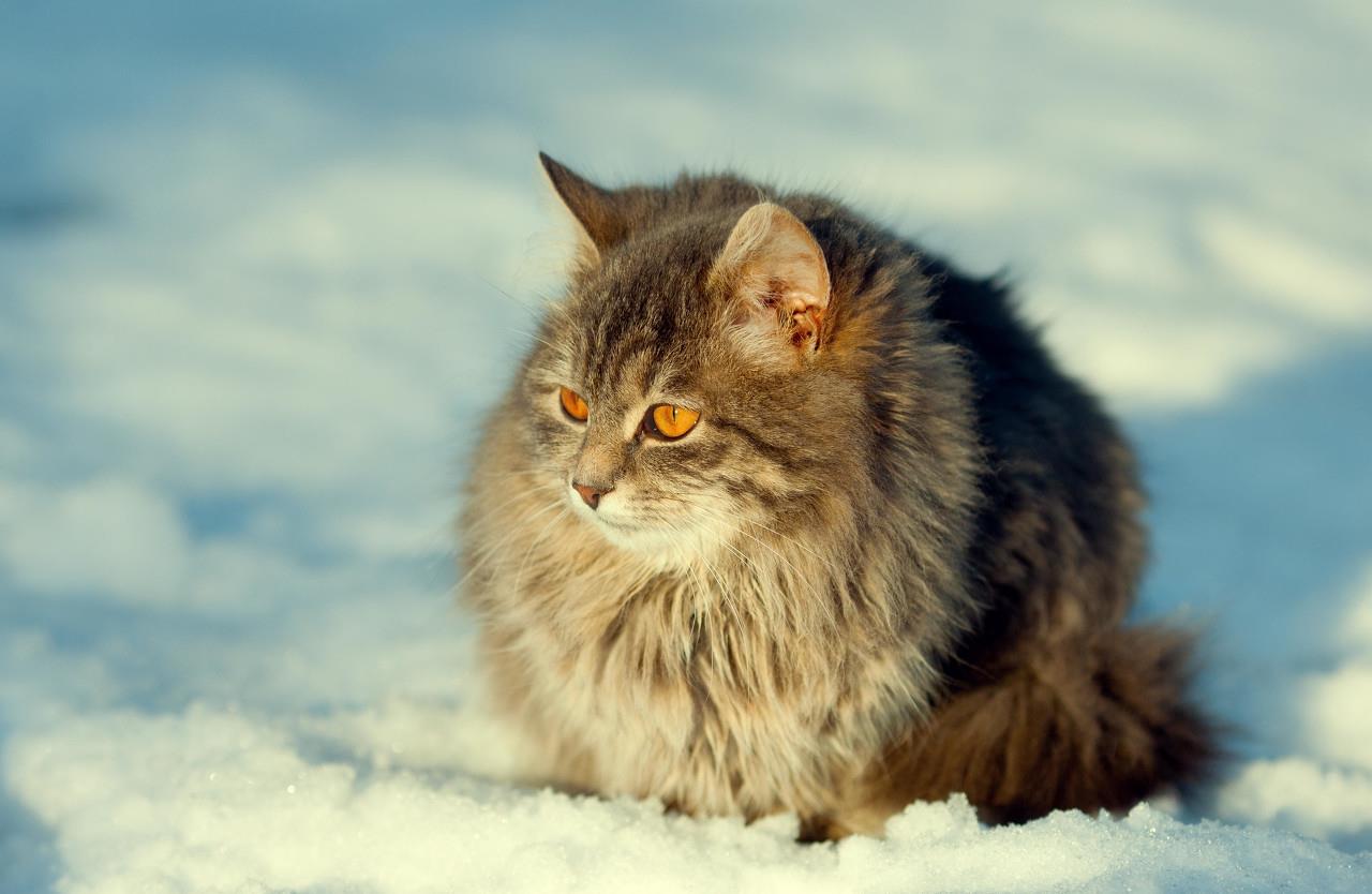 西伯利亚森林猫俄罗斯国猫