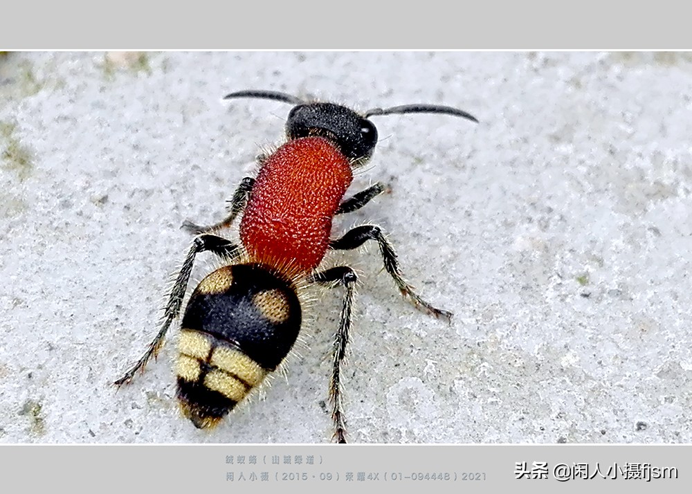原创昆虫摄影绒蚁蜂听说过吗户外遇上了你会认为是只蚂蚁吗