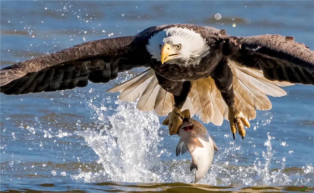 原创白头海雕等海鸥捕到鲱鱼立即飞扑过去双脚抓住其背部用嘴狠狠啄其