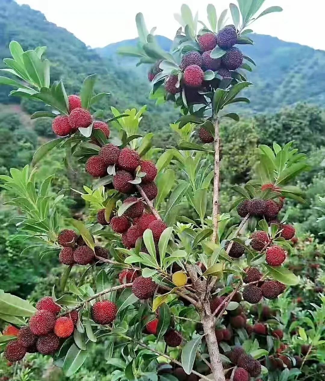 原创中国的杨梅到底哪里最好吃2021版附上市时间