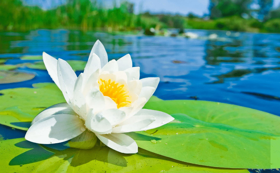 诗词 白莲半菡未开时 古诗词里的白莲花 清风徐来 莲花盛开 荷花 池种 媚骨