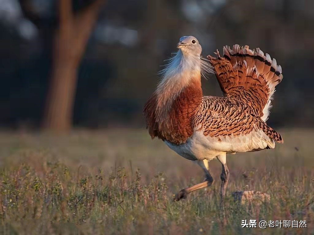淫鸟”大鸨，求偶时先检查屁股，雄鸟为传宗接代吞食毒药_搜狐网