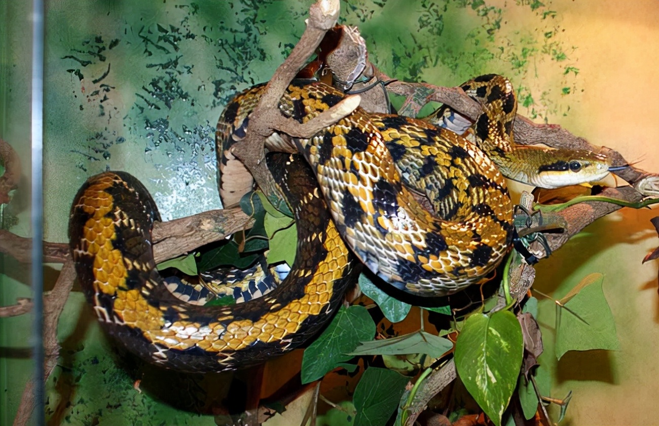 越南黑眉蛇图片