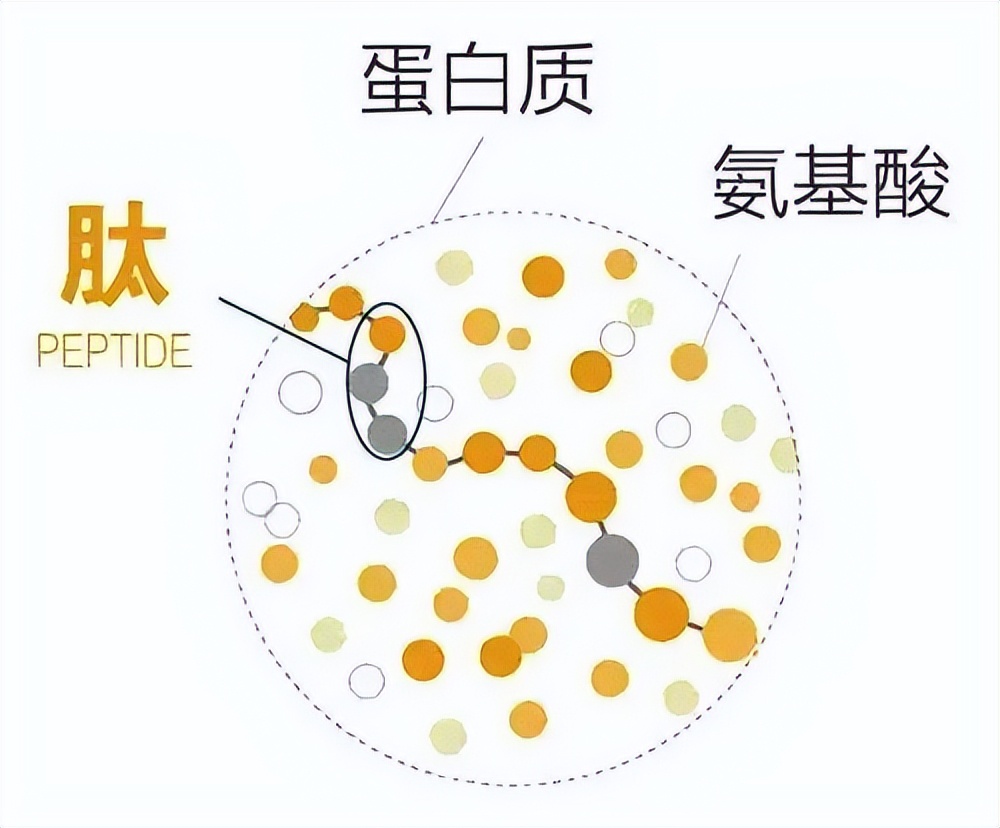 小分子肽是指？小分子活性肽的定义是什么？