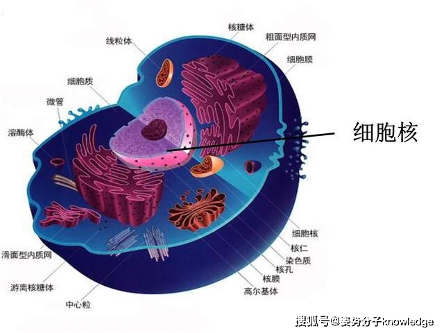 研究人员用pepins来指代这种特殊的细胞结构