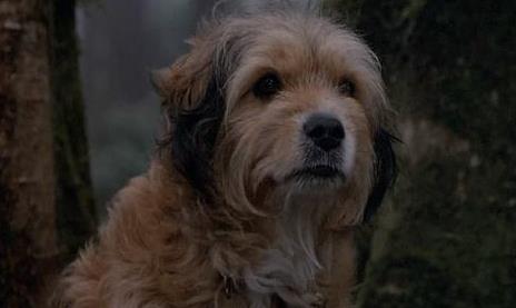 《丛林赤子心》中主人不放弃寻找班吉,班吉不放弃为狮子找家_小狗