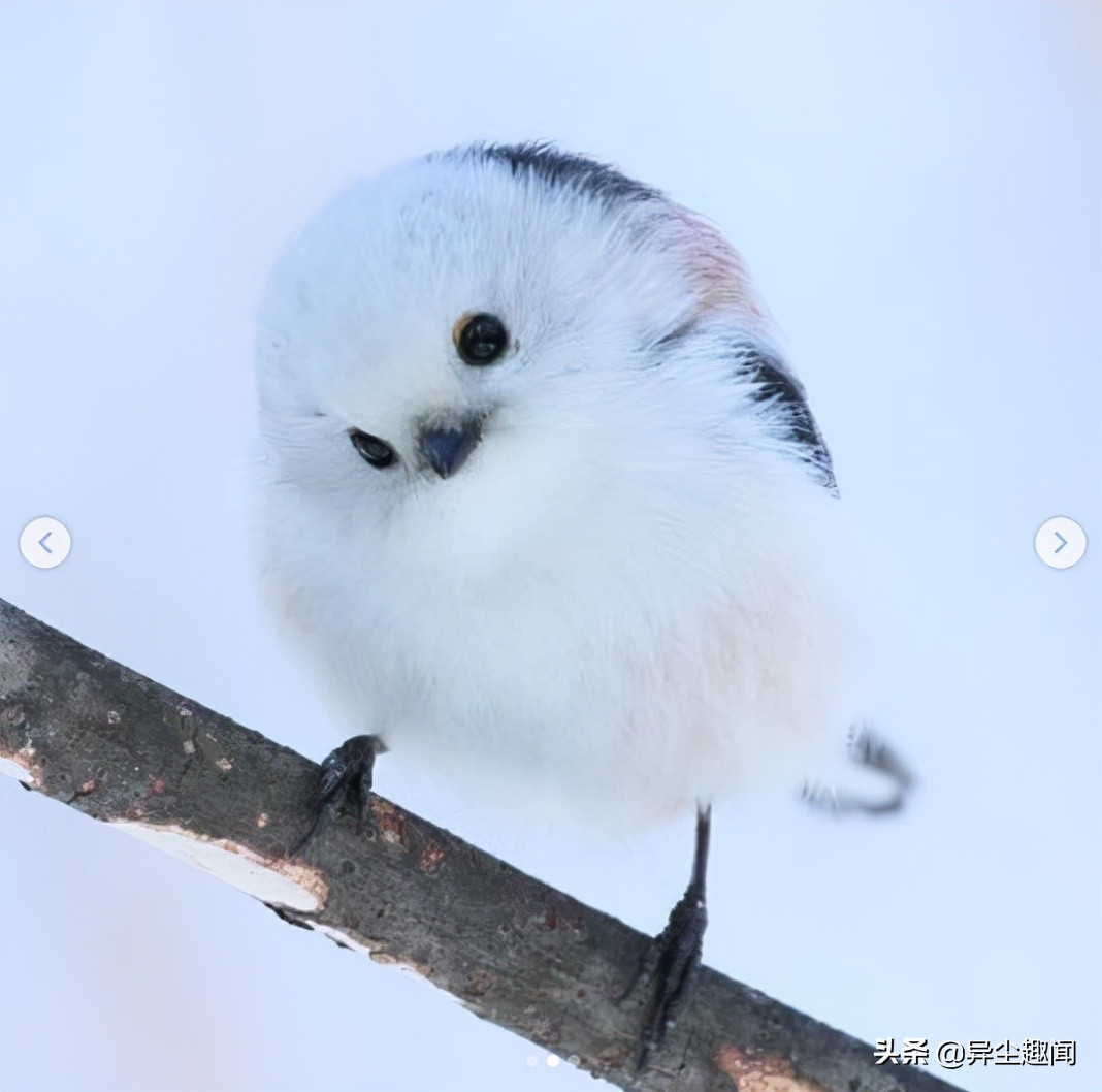 原创白肚小鸟一转身十分惊艳好可爱啊
