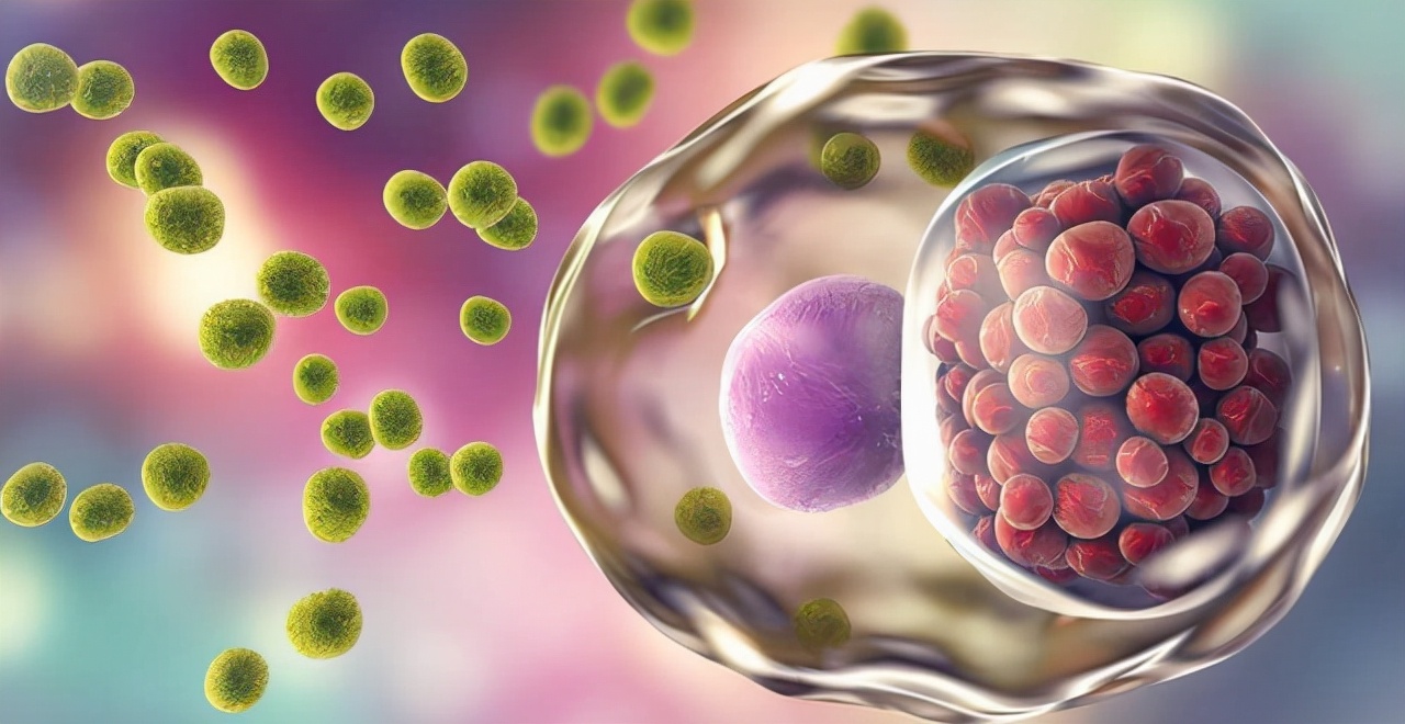 衣原体可分为4种,即肺炎衣原体,鹦鹉热衣原体,沙眼衣原体和牛衣原体.