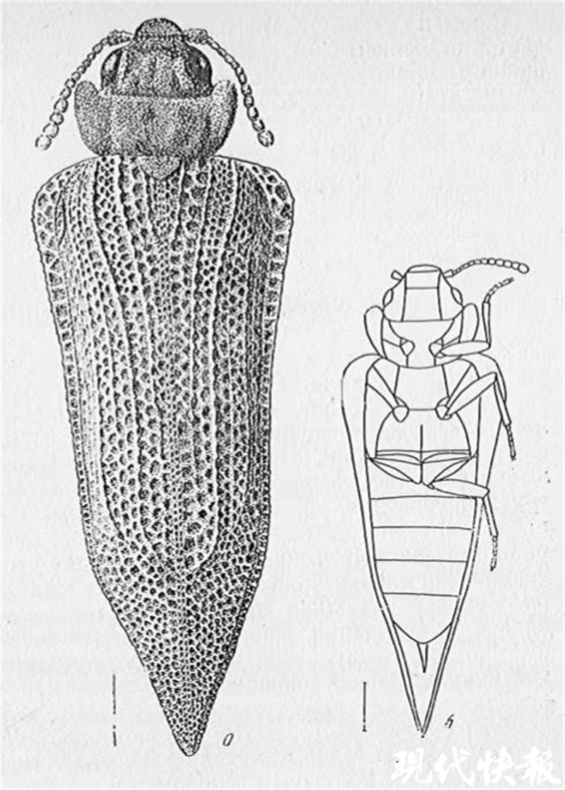 这项研究解开谜题_甲虫_地球_食性