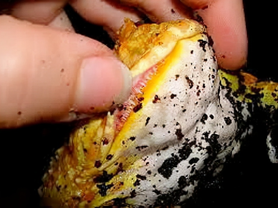 青蛙牙齿退化了,能再进化回来吗?