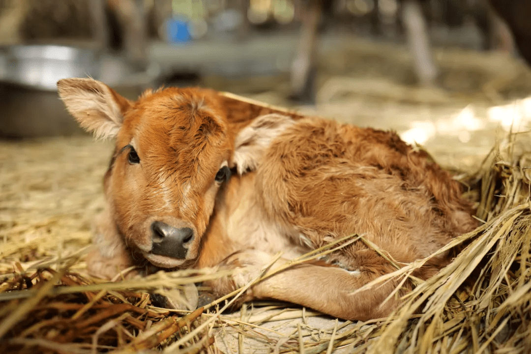 原创喜提牛宝宝临安龙门秘境心肝宝贝出生啦