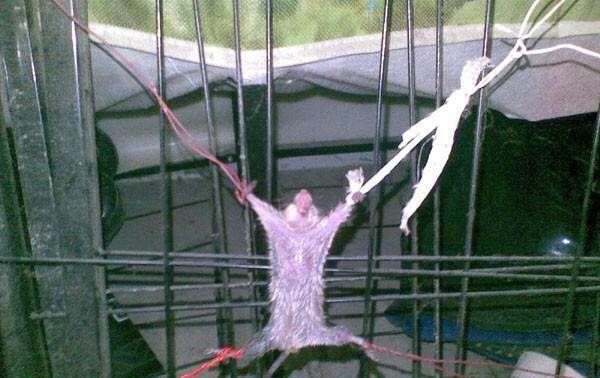 打开门的一瞬间,看见我的哈士奇居然干出了这种事……_耗子_老鼠_什么