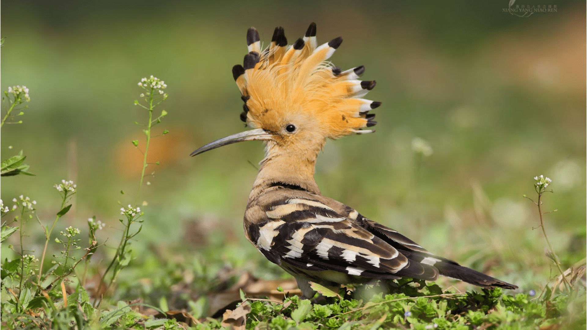 戴冠的臭鸟—戴胜,把整个家搞得臭烘烘的,竟是为了保护家人?
