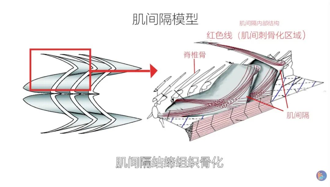 草鱼肌间刺示意图图片