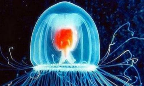 世界上的生物_世间生物很多怎么形容_世间很多生物