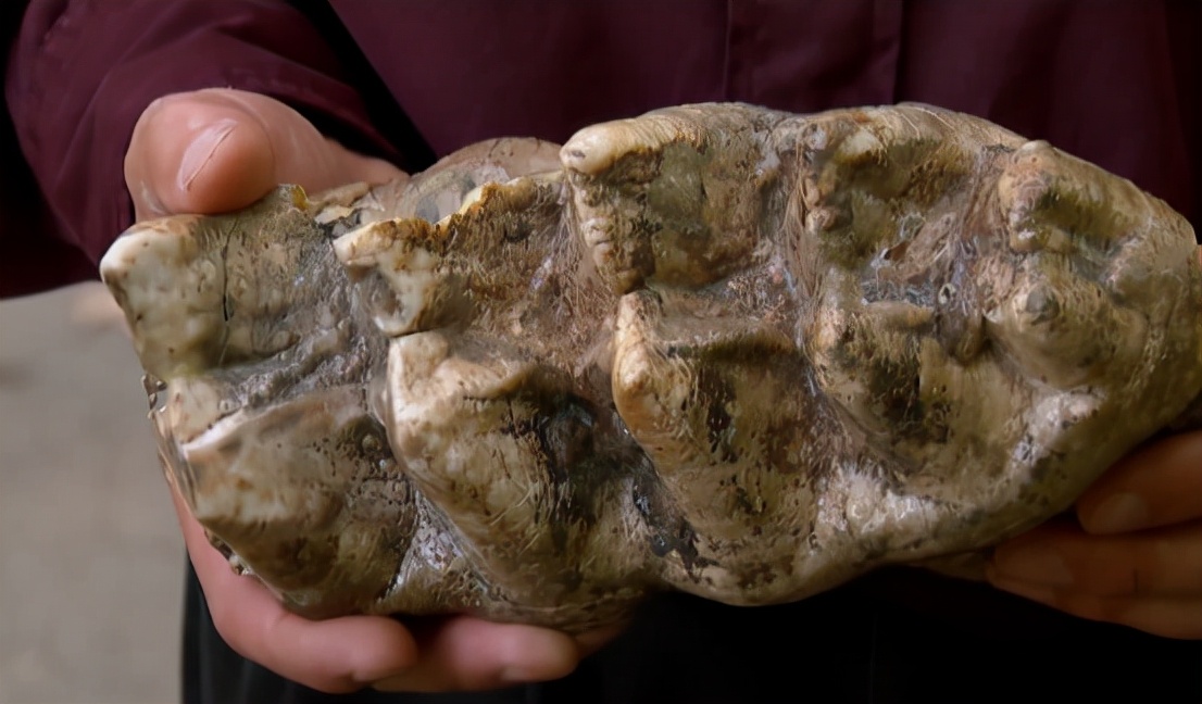 原创史前动物广翅鲎专吃海洋浮尸4亿年前最先登陆地面的动物