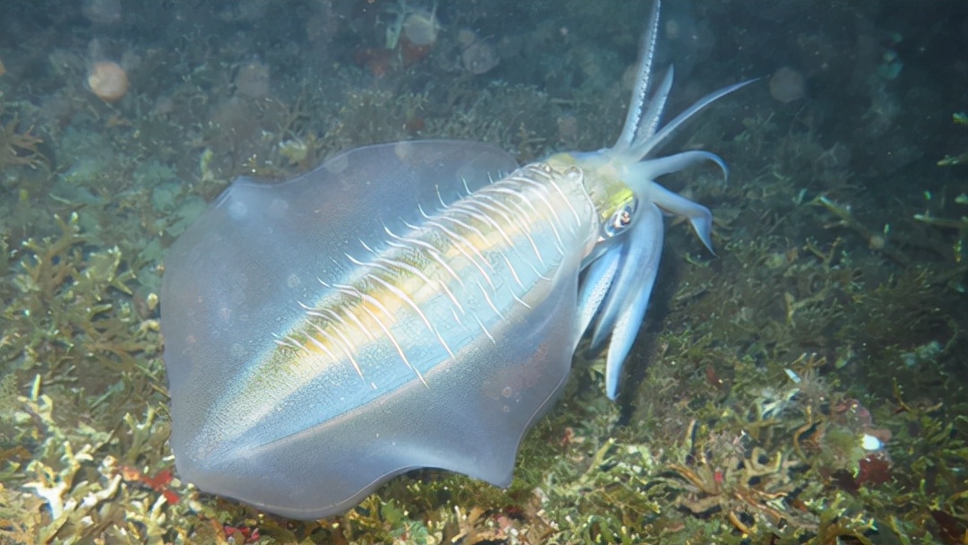 乌贼的前世今生—乌贼为什么被称为海洋中的"灵长类"动物?