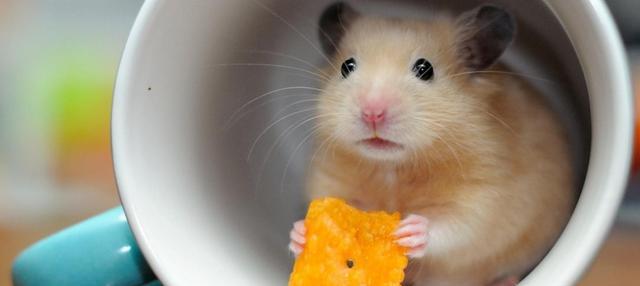 仓鼠能不能吃小番茄?_补充_水果_营养