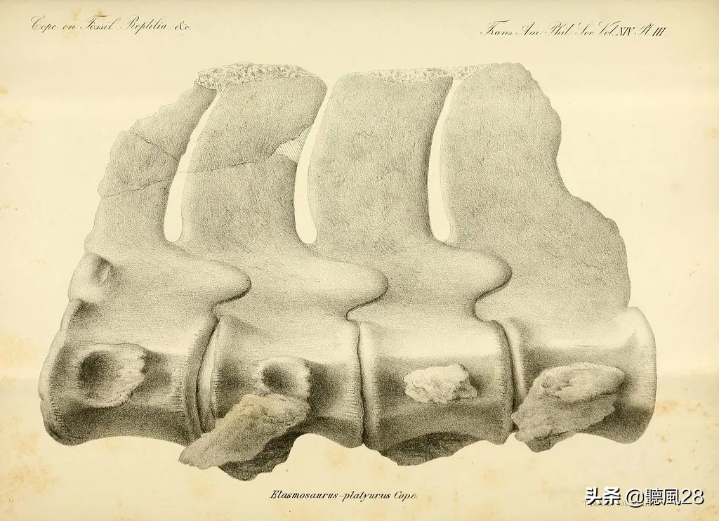 有的龙别看它长得高,其实一半是脖子_薄片_柯普_龙的