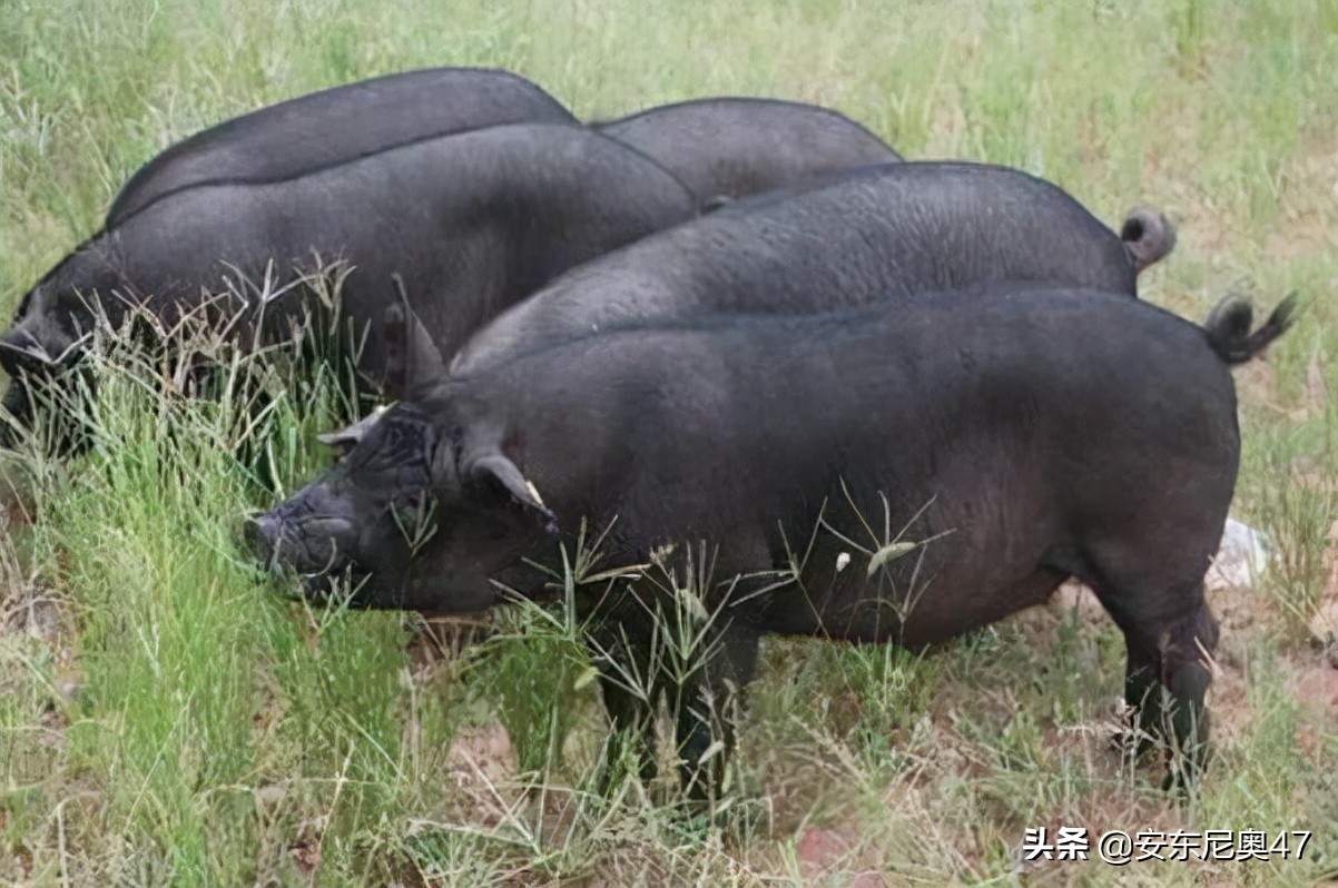 两只猪睡在泥高清摄影大图-千库网