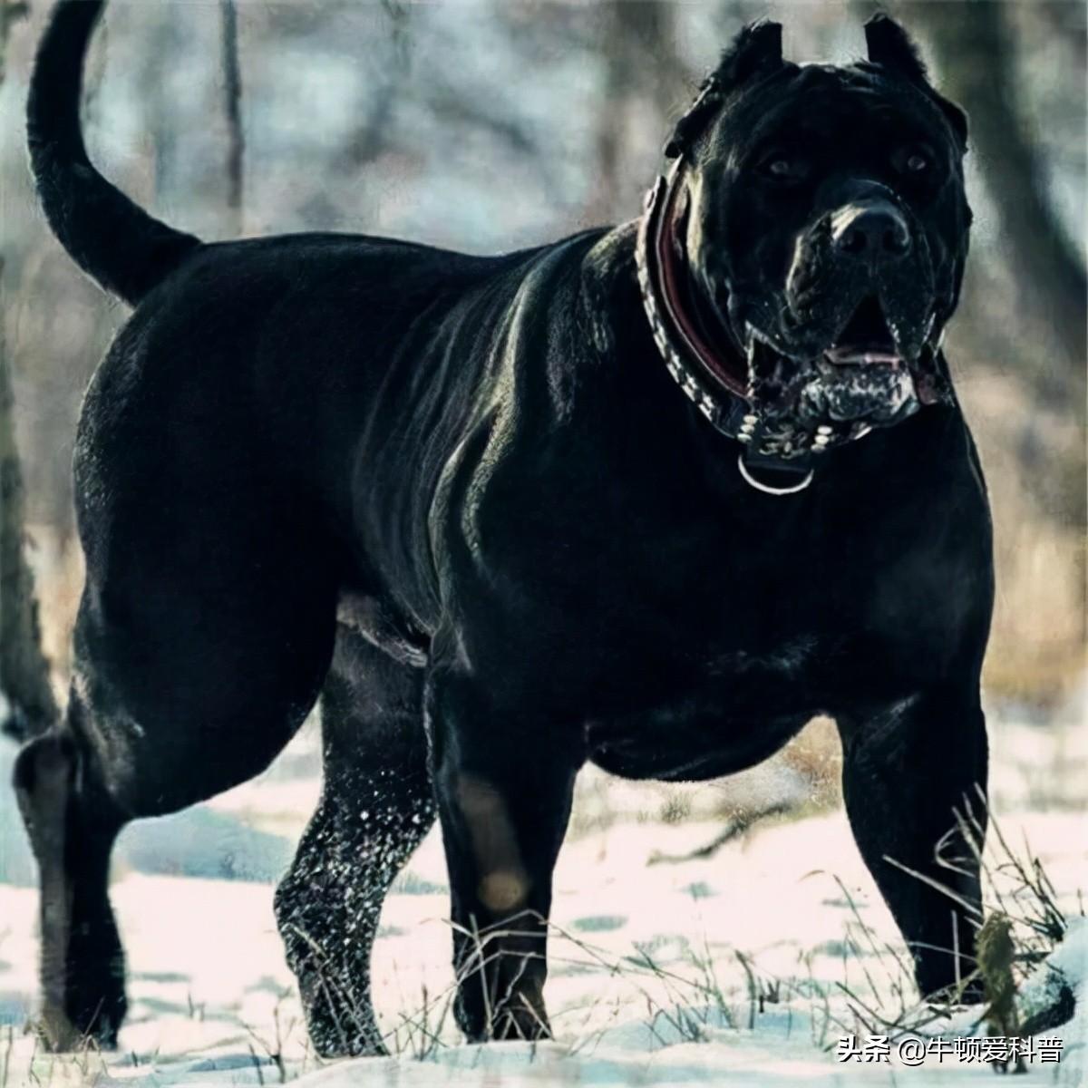 全球十大恶犬排名图片