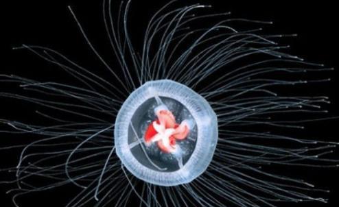 世间很多生物_世界上的生物_世间生物很多怎么形容