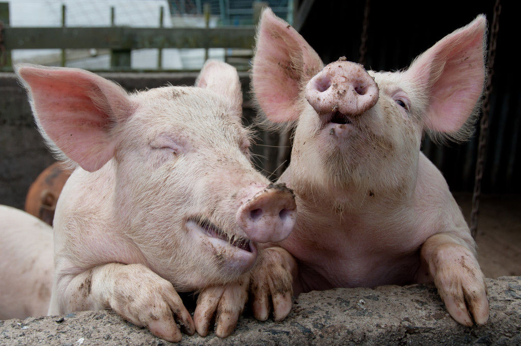 動物行為學:動物玩耍中會笑,只是為了好玩_溫克勒_笑聲_人類