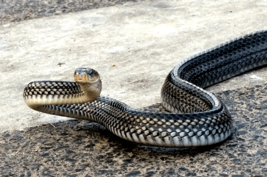 乌梢蛇:蛇类也有"正品和赝品"?数量急剧下降!