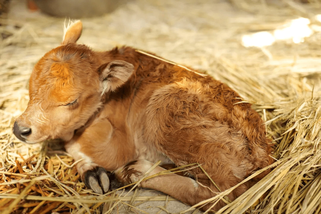 原创喜提牛宝宝临安龙门秘境心肝宝贝出生啦